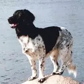 Stabyhoun