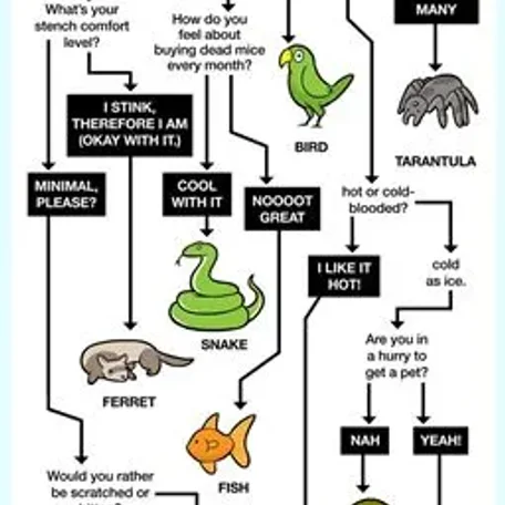 Types of Birds you can own and some of their qualities