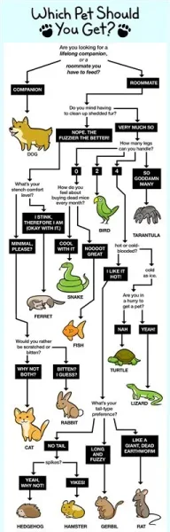 Types of Birds you can own and some of their qualities
