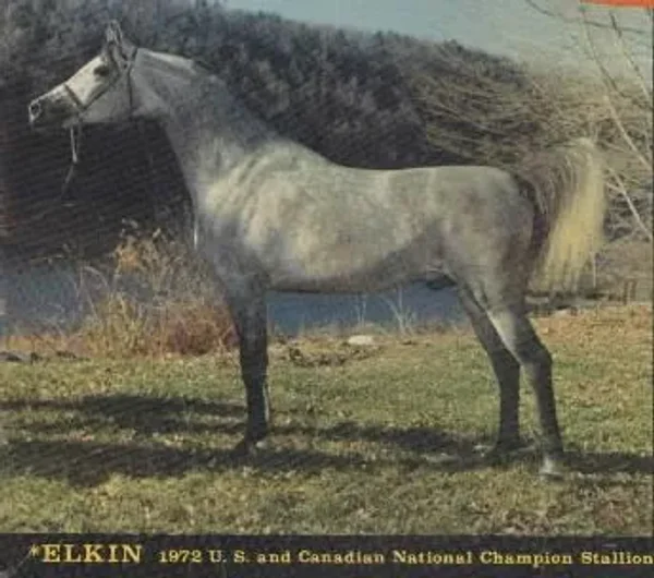 *ELKIN++