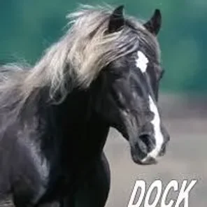 Dock