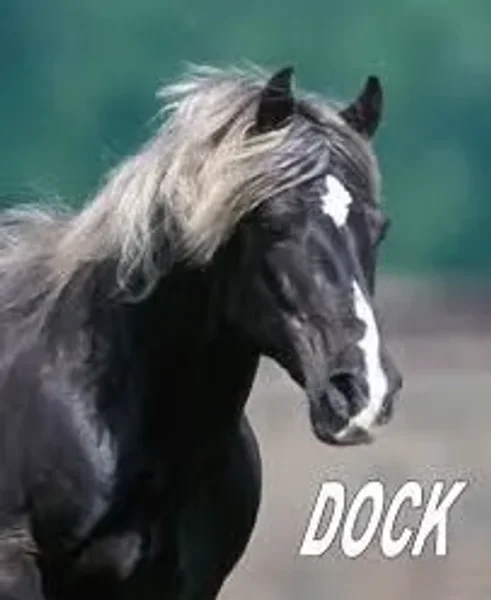 Dock