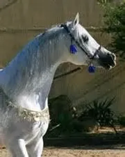 Vanylla Ice