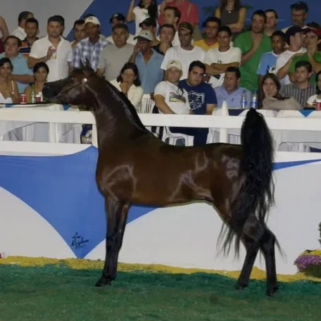 Legacy of Fame US National Champion out of Legacy of Gold US National Champion. Out of Fames Elegance C daughter of US National Champion Fame VF+.