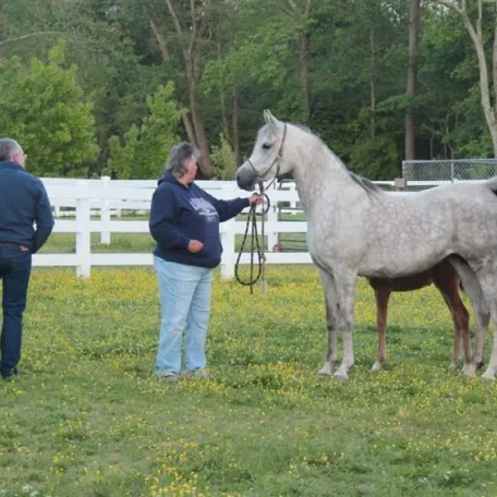 I was visiting with my dear friends Ray and Marilyn owners of Winning Edge Arabians and Rob got these photos of Ray showing me her new foal out of Feme Jolie WEA…This mare just gets more and more beautiful each year!