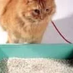 Cat Litter - Pt 2