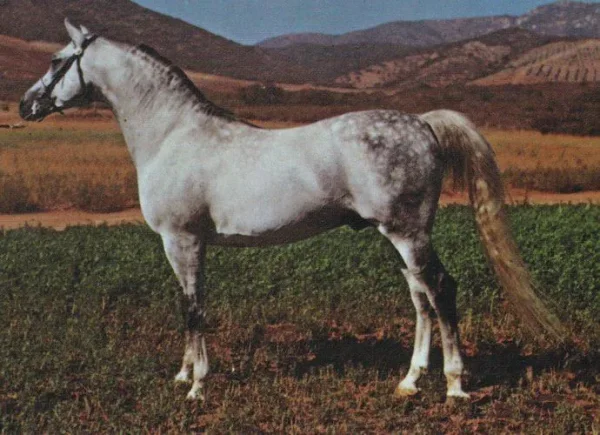 FAROLITO