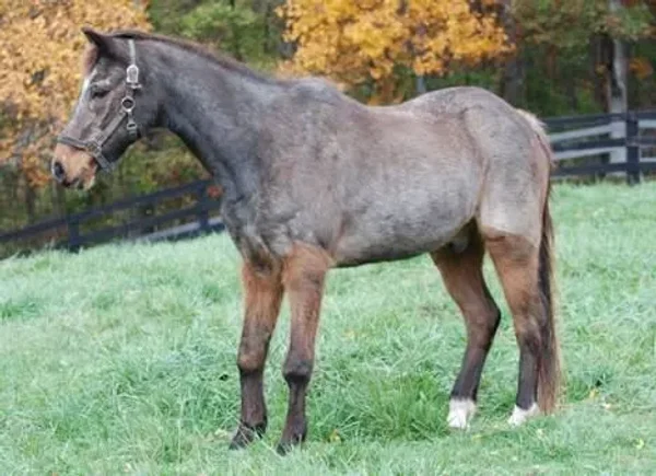 Equine Intestinal Bacteria