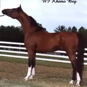 WF Khemo Bey