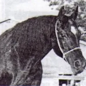 ROUFINA
