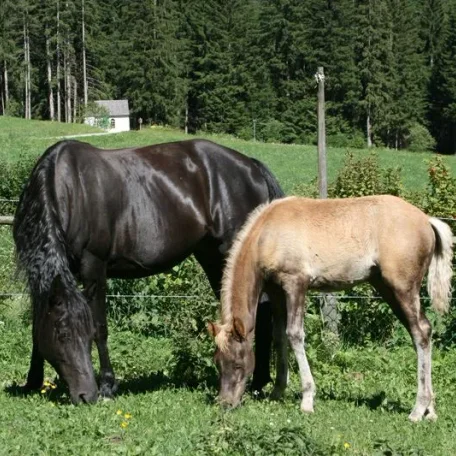 Raven July 2013 with her filly Nova