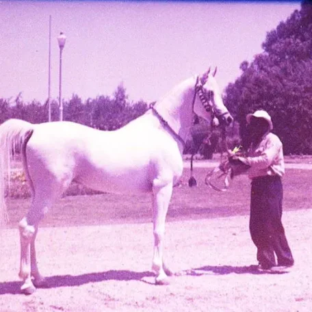 MORAFIC (Nazeer X Mabrouka) and his Groom at the E.A.O. in 1964. Photo by Doug Marshall.