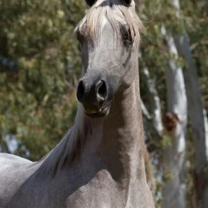 UCCELLO C