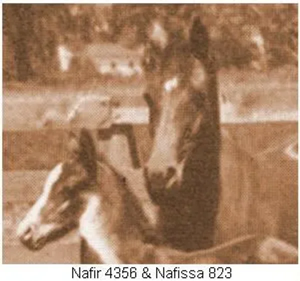 Nafissa