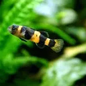 Brackish Fish