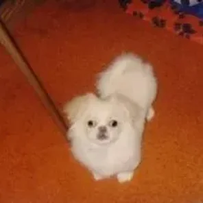 Foxingese (Designer Dog)