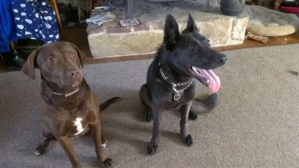 with her buddy Tank