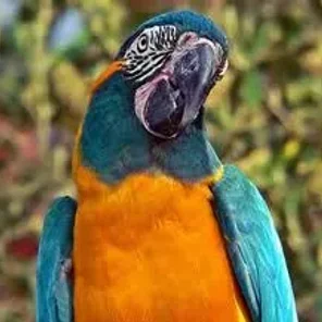 Blue-throated Macaw