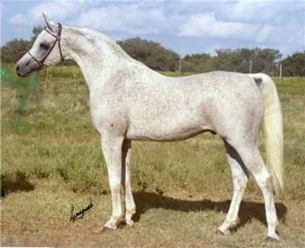 *ANSATA IBN HALIMA++