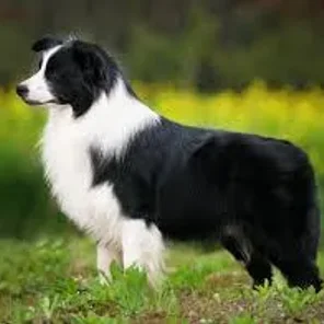 World’s Best Guard Dog Breeds - Part II
