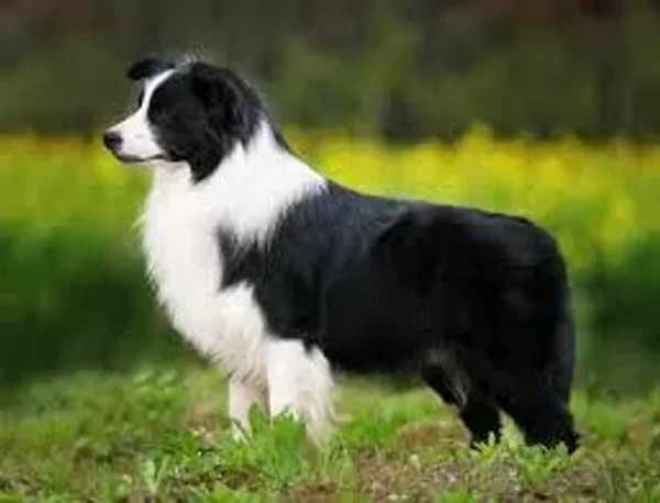 What comes to mind when you hear the term “guard dog” Do you immediately picture a monstrous, muscular animal with massive slavering jaws and a bone-chilling, deep-voiced bark