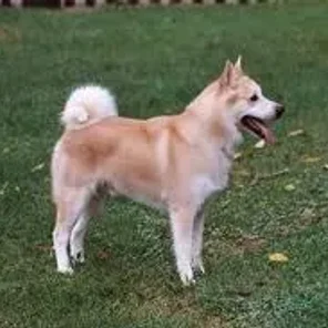 Norwegian Buhund