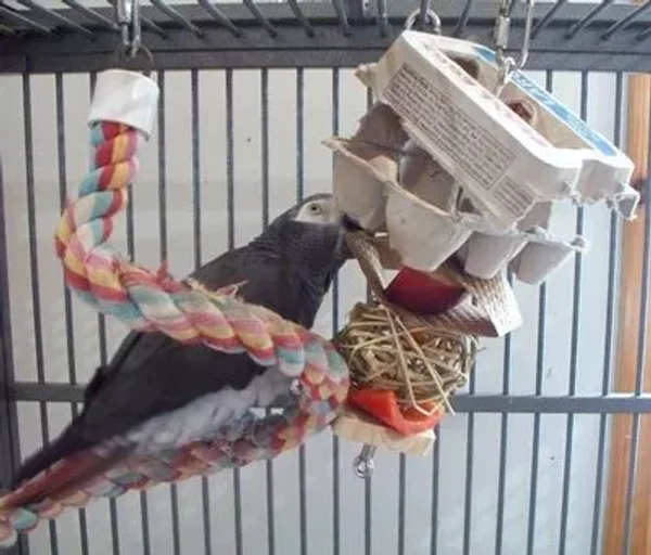 Types of Bird Toys - Store and Home Made