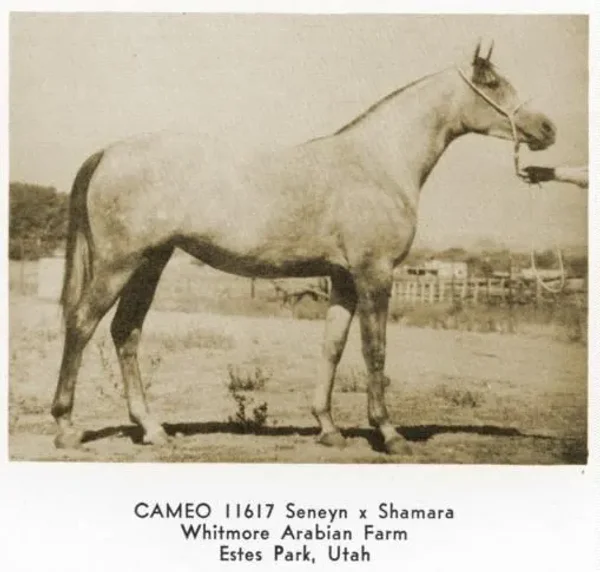 CAMEO