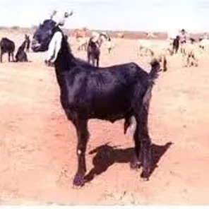 Zalawadi