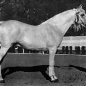 CONGO