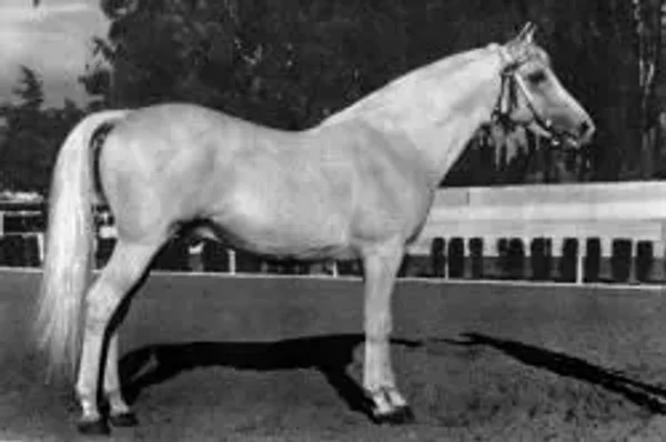 CONGO