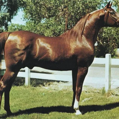 
          Photo by Luxemere Arabians
        