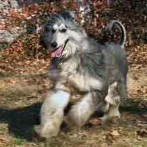 Afaird (Designer Dog)