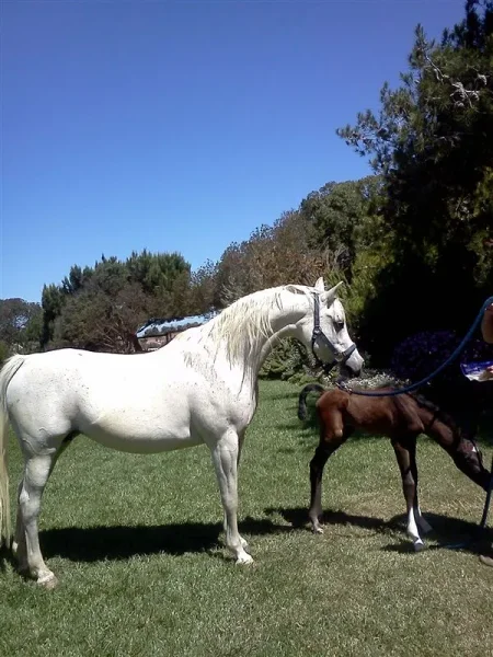 HR RAINBOW STAR ( BA Bey Elation X Fancy-Lady ) by Raffon++