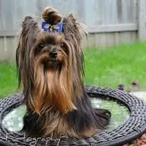 La Pom (Designer Dog)