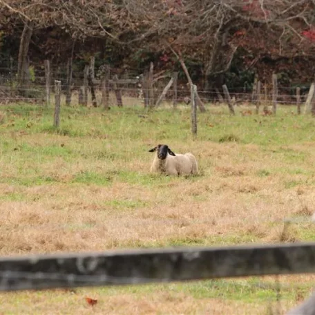 Asheville in the Fall is spectacular and here are a few shots for the weekend tour. Of special surprise were the sheep we found along the way. We were excited to find them just as you were entering your wonderful sheep!