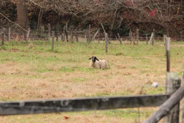 Asheville in the Fall is spectacular and here are a few shots for the weekend tour. Of special surprise were the sheep we found along the way. We were excited to find them just as you were entering your wonderful sheep!