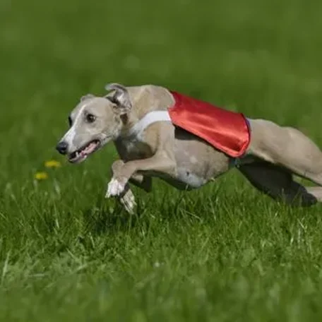 Lure Coursing