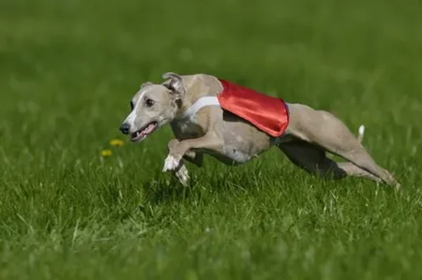 Lure Coursing