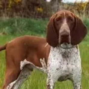 Bracco Italiano