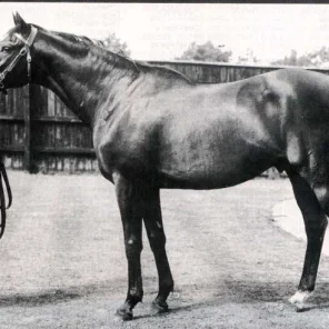 Nearco