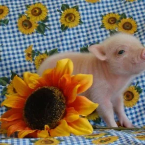 WHAT DO TEACUP PIGS AND PIXIE PIGS REQUIRE?