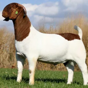 Boer Goat