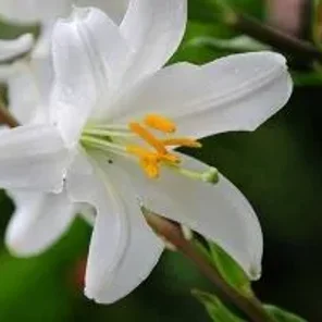 17 Poisonous Plants