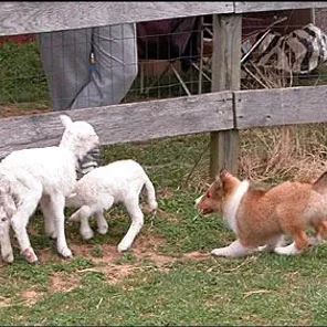 Herding