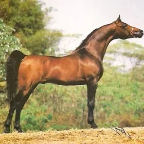 Alceni