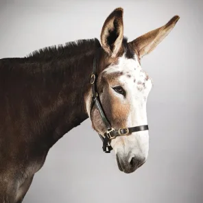 Which Donkey Kicks Ass?