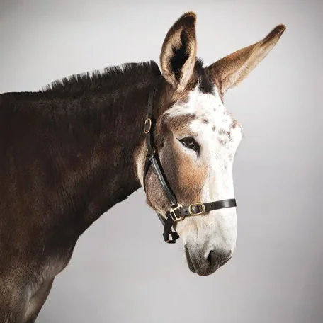 Many flavors of Donkey