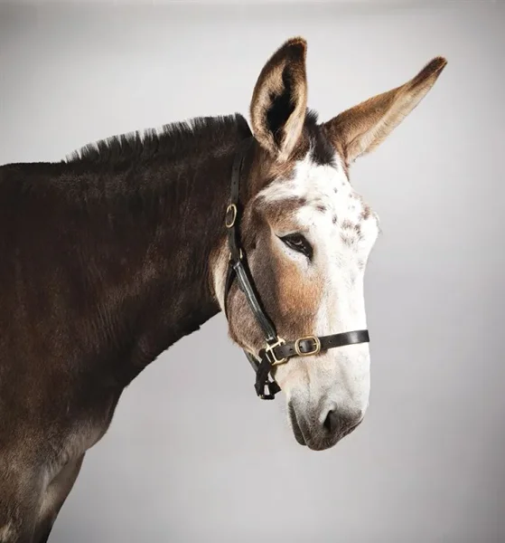 Many flavors of Donkey