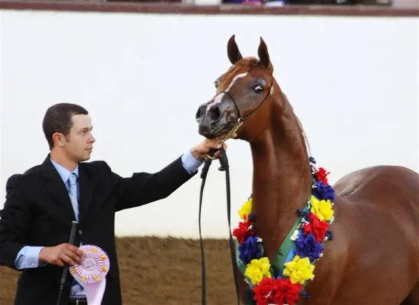 Region 2 All Arabian Horse Show 2012